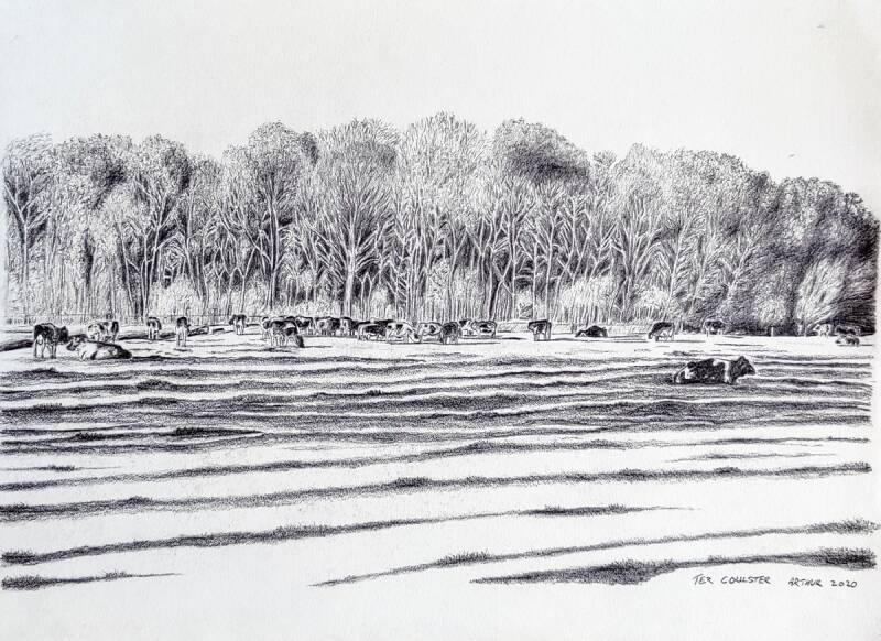 Tekening "Meiden in de wei" landgoed Ter Coulster Heiloo 2020.