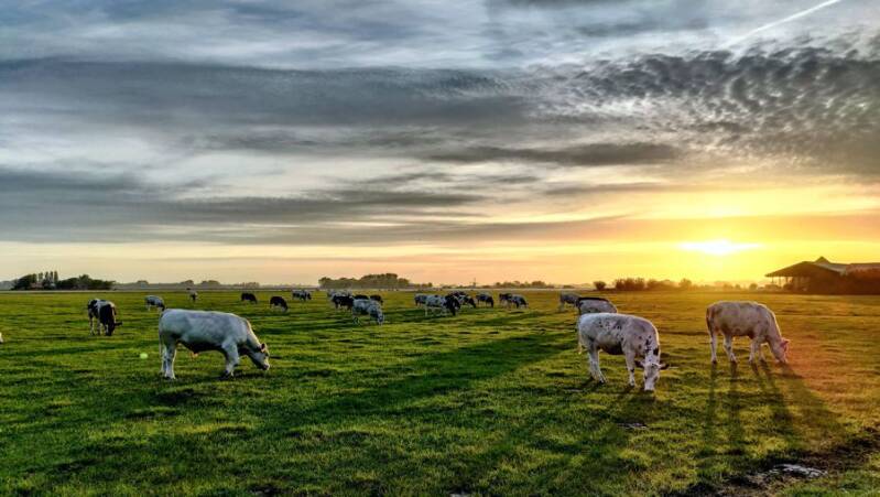 Runderen boer Joep Egmondermeer