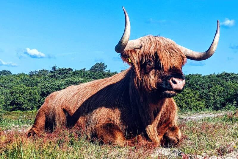 Schotse hooglander duinen Egmond