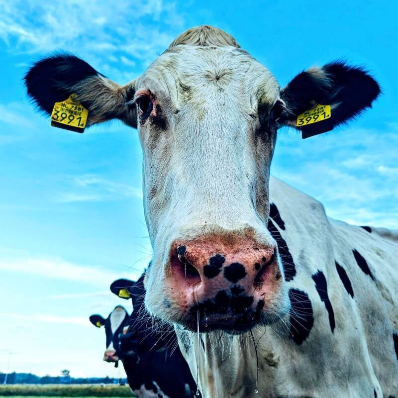 Witje boerderij Lansbergen Egmond aan de Hoef