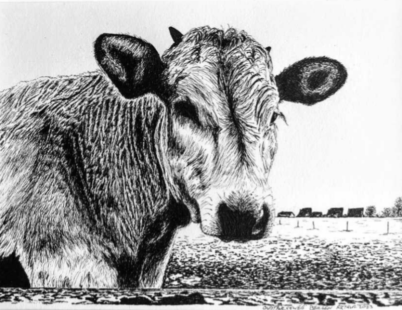 Pentekening Piemontese koe Oudtburghweg Bergen