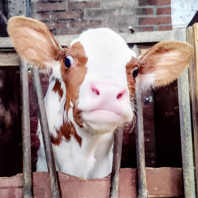 Kalfje in de wei