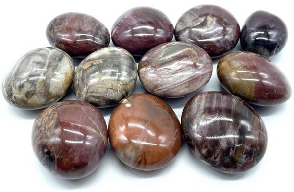 Bois Fossile 'A' Galets roulés Lots  ×3