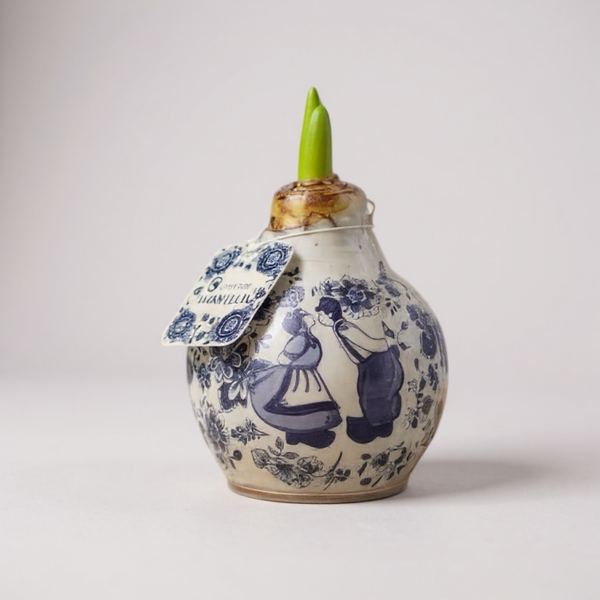 Amaryllisbol Delfts Blauw