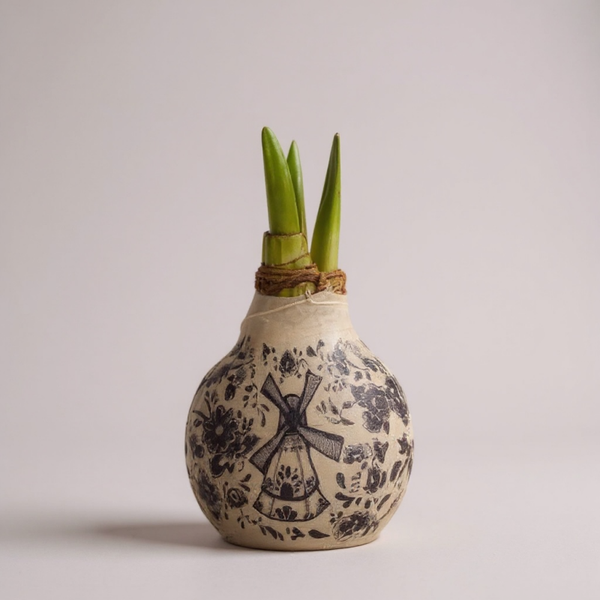 Amaryllis waxbol Delfts Blauw