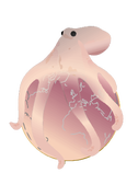 Octopus-transparent-3.png
