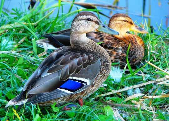 Diamond Painting Eendenpaar