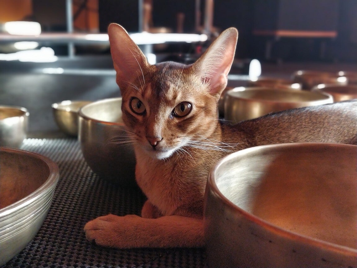 Sound Bath NYC Private Sound Bath New York