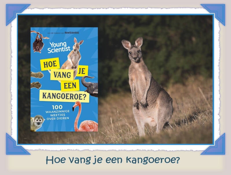 Boek Hoe vang je een kangoeroe?