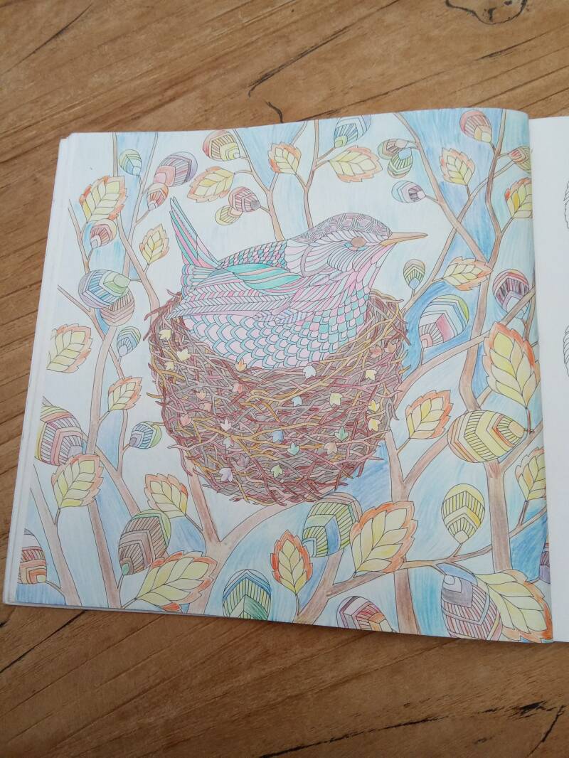 Kleurplaat Europese winterkoninkje uit Beautiful birds and treetop treasures van Millie Marotta.