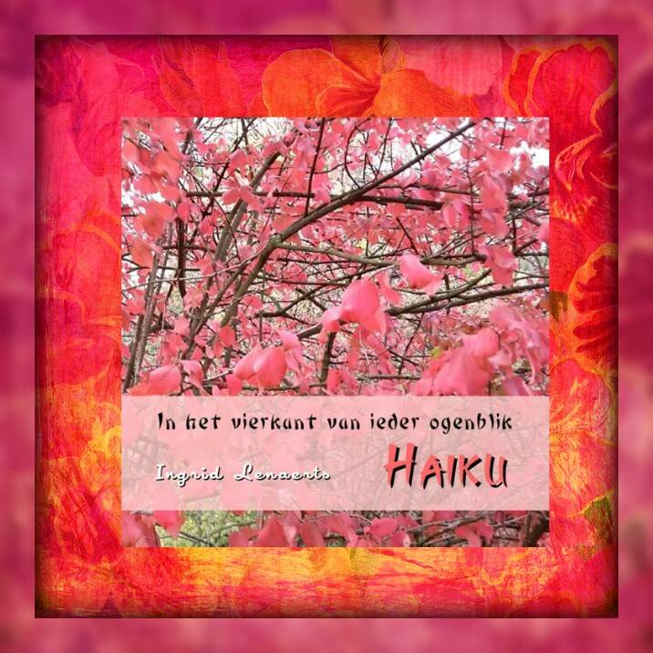 Boek In het vierkant van ieder ogenblik van Ingrid Lenaerts.