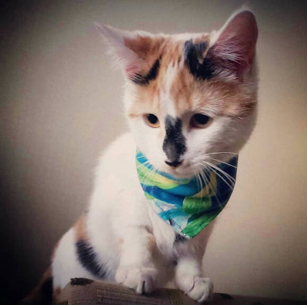 Bandanas talla -7; -6; -5