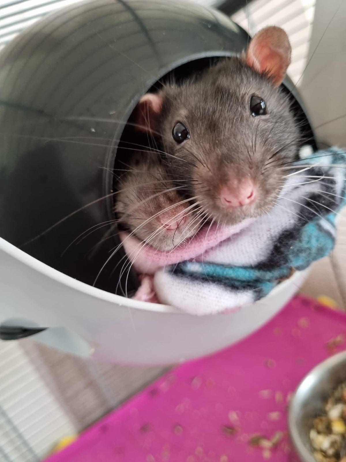 Nos rats à adopter / Adopter | Les Amis de Théophile