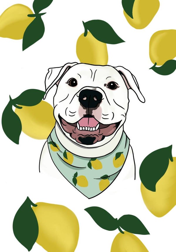 Illustrations animaux