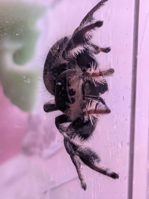 Phidippus Regius- Female