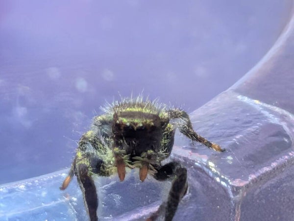 Phidippus Audax Male