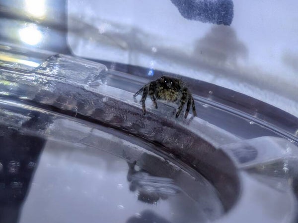 Phidippus Audax Female
