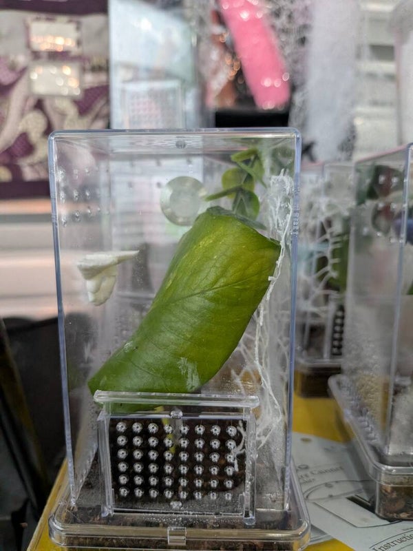 Small Bioactive enclosures