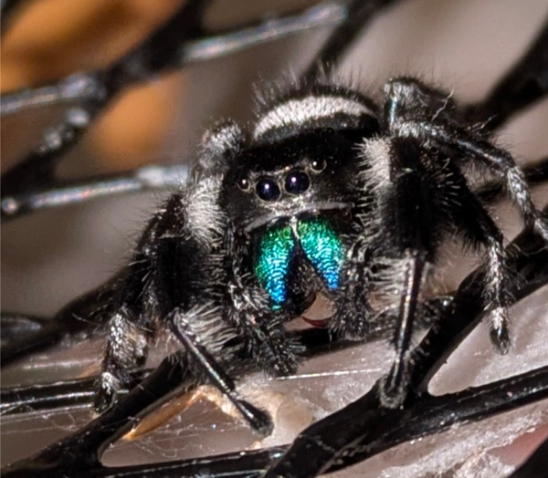 Phidippus Regius-Male
