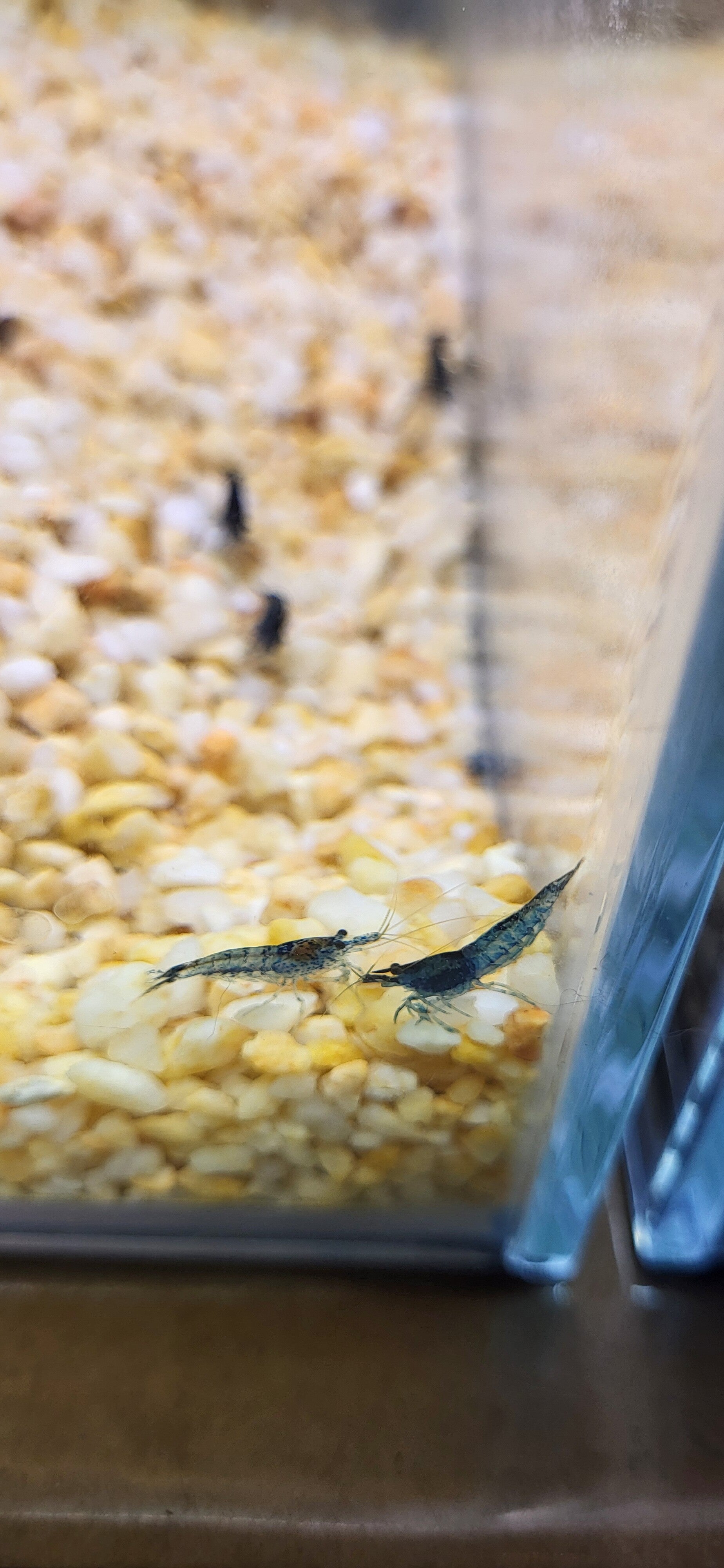 Neocaridina blue velvet