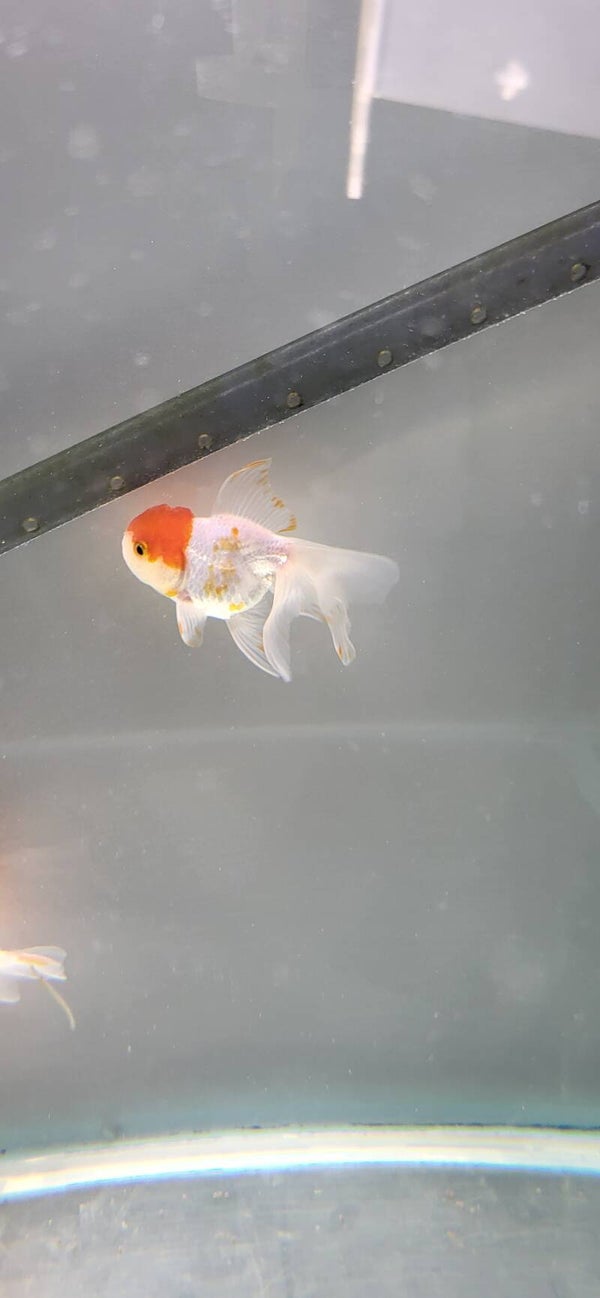 Oranda Red Cap 8-9 cm