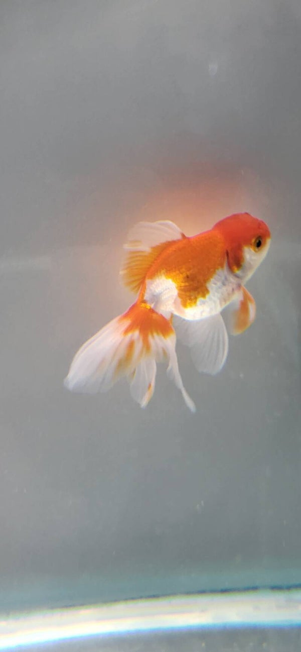 Oranda rouge et blanc 8 - 9cm