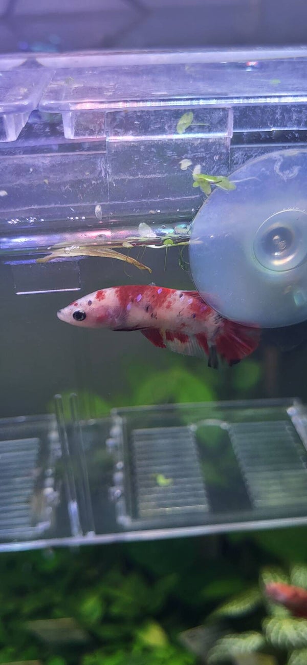 Femelle betta koï Lucie