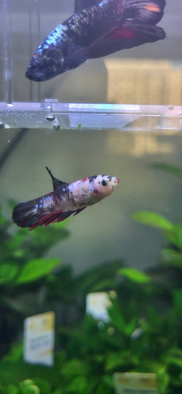 Femelle betta koï Gaelle