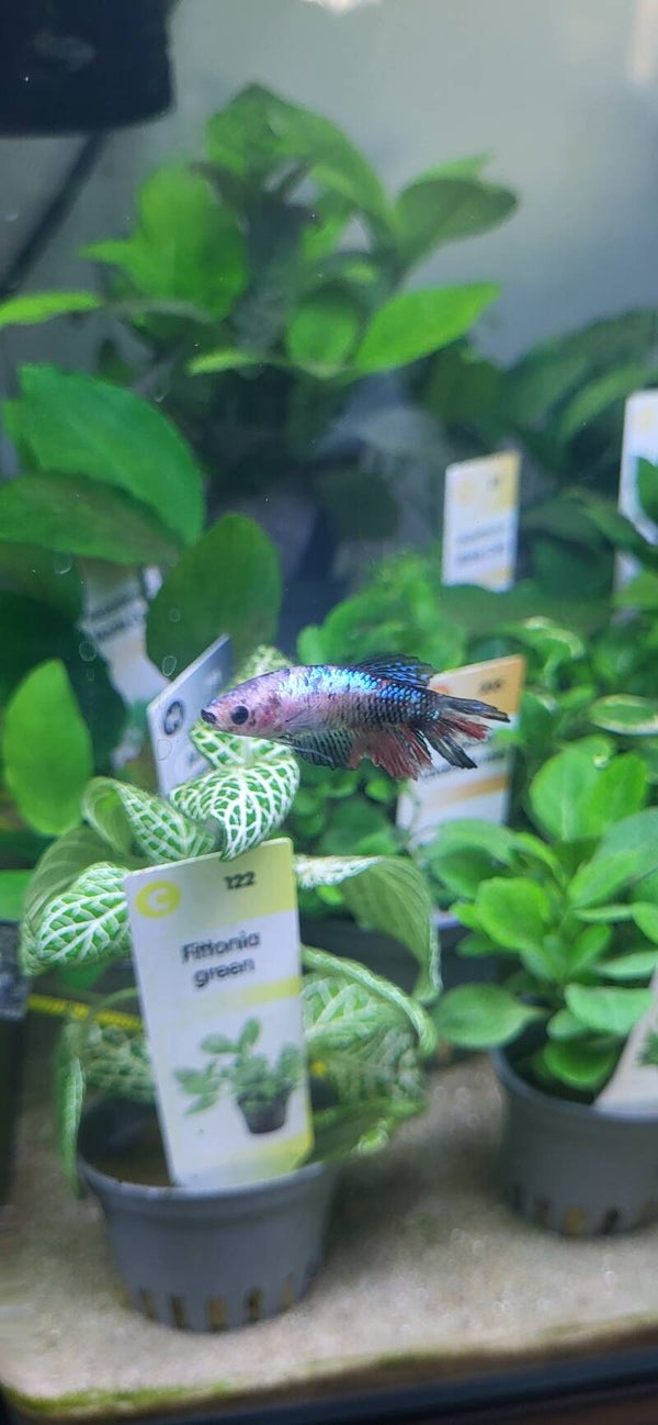 Femelle betta koï Laurie