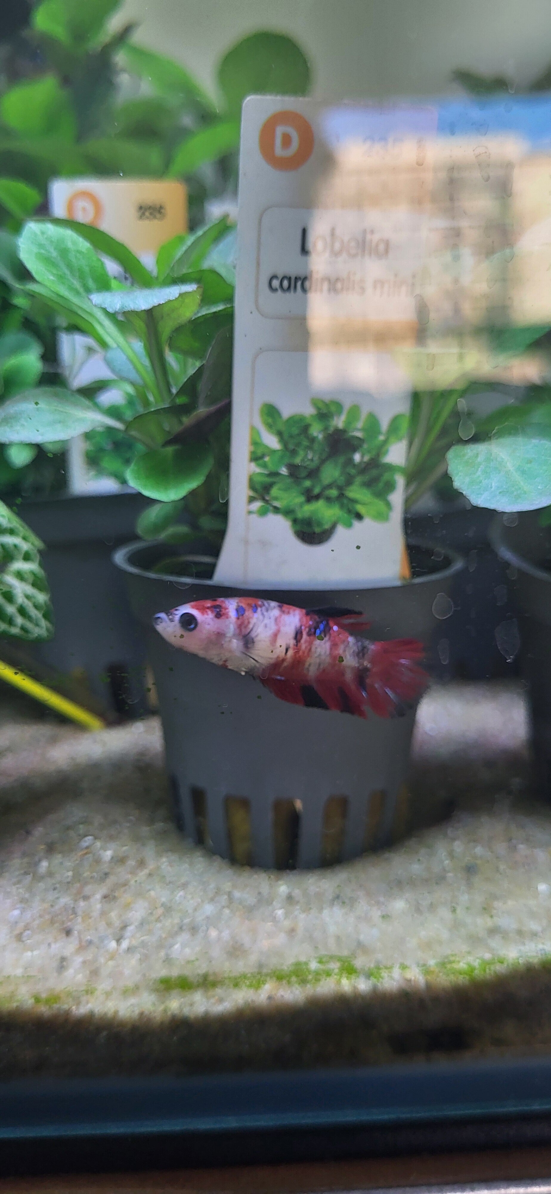 Femelle betta koï Nicole