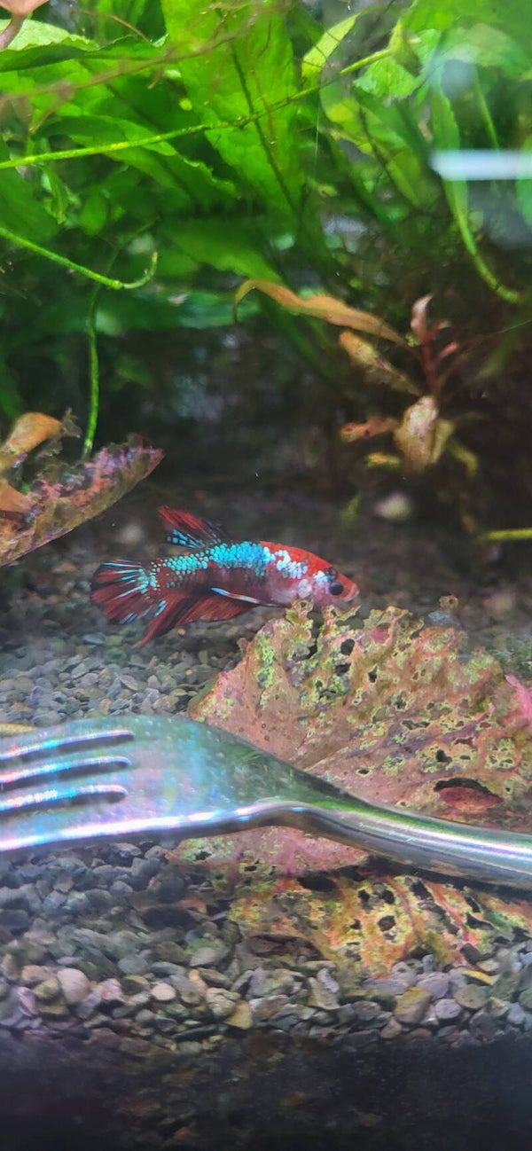 Betta mâle plakat  koï