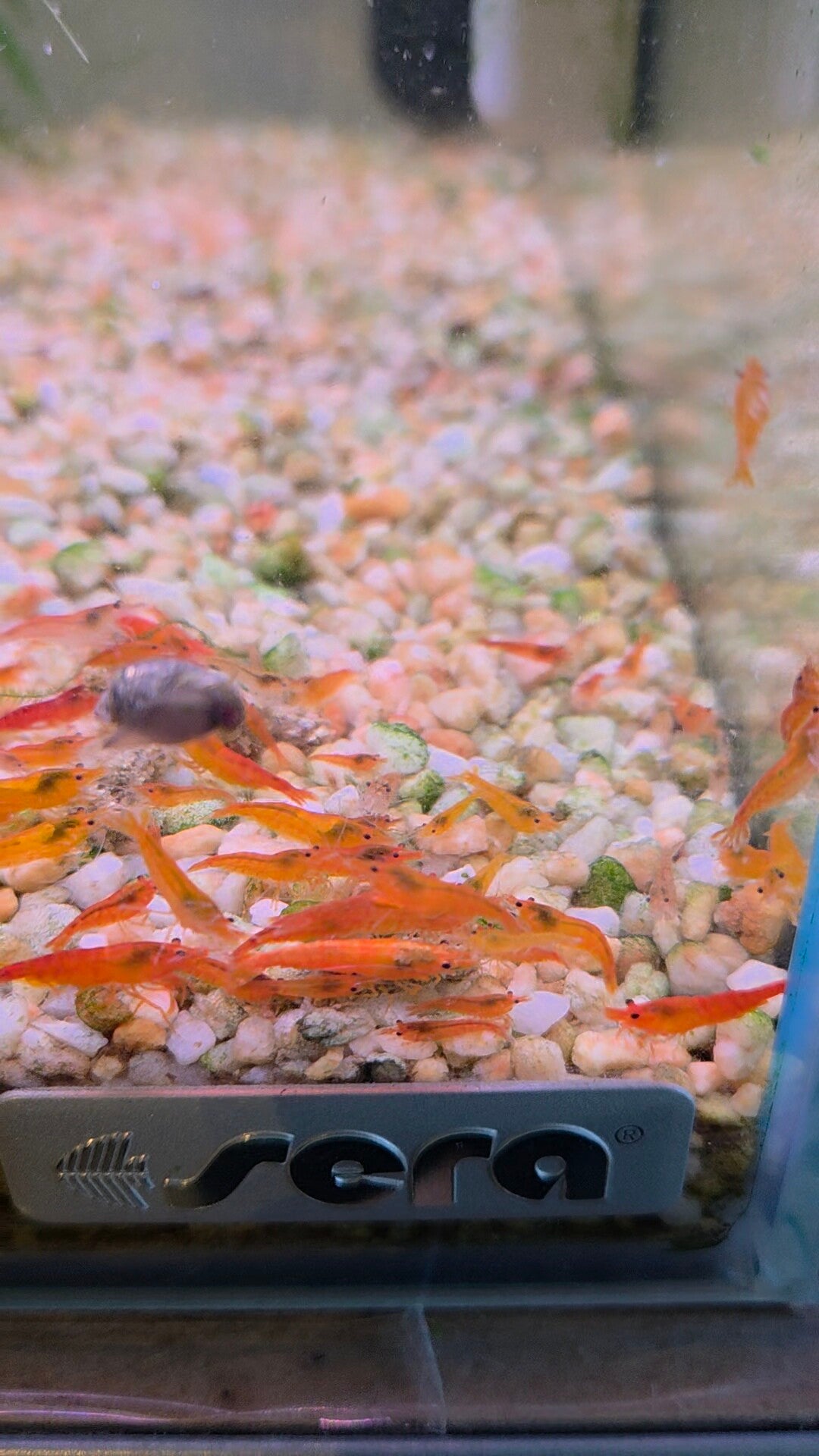 Neocaridina orange fire
