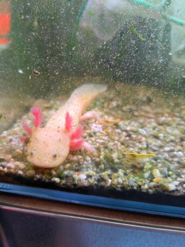 Axolotl leucistique