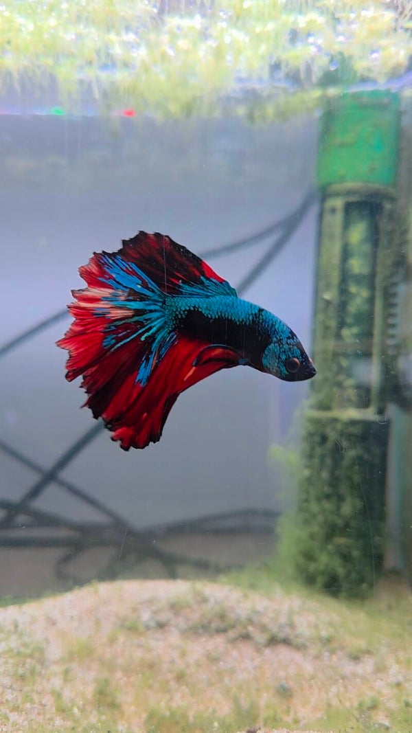 Betta half-moon premium Néron