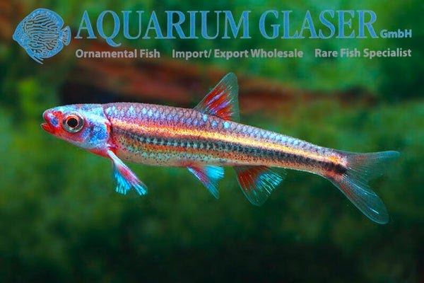 Notropis chrosomus
