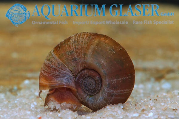 Planorbella duryi BLUE