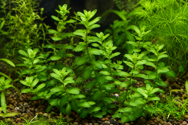 Bacopa caroliniana – Plante d'aquarium à tige facile