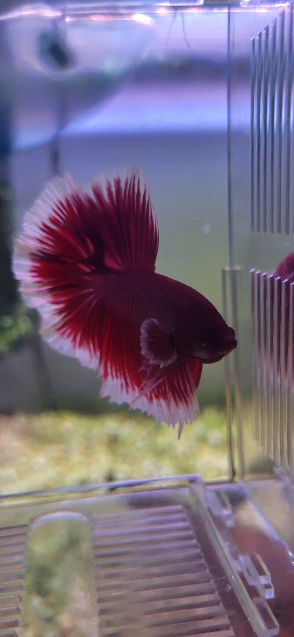 Betta big ear lavender