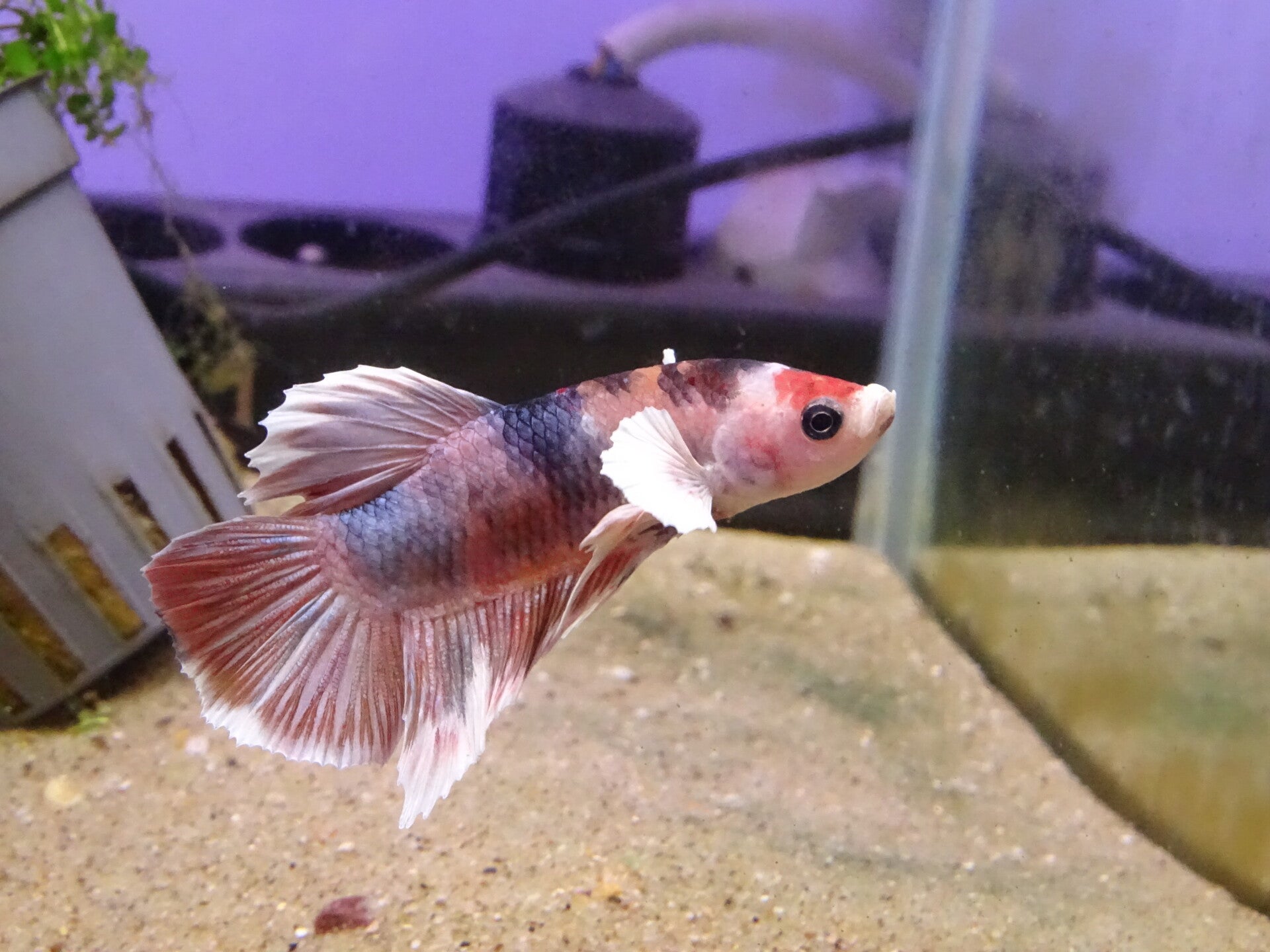 Betta big ear multi couleurs