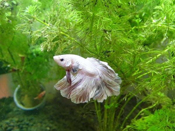 Betta Half-Moon Dumbo Ear Blanc Nacré