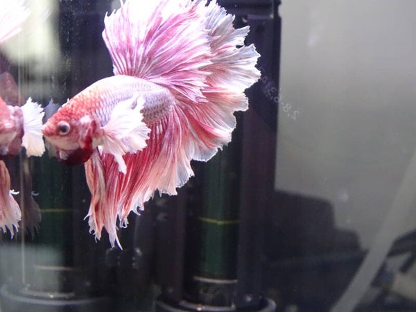 Betta Dumbo ear
