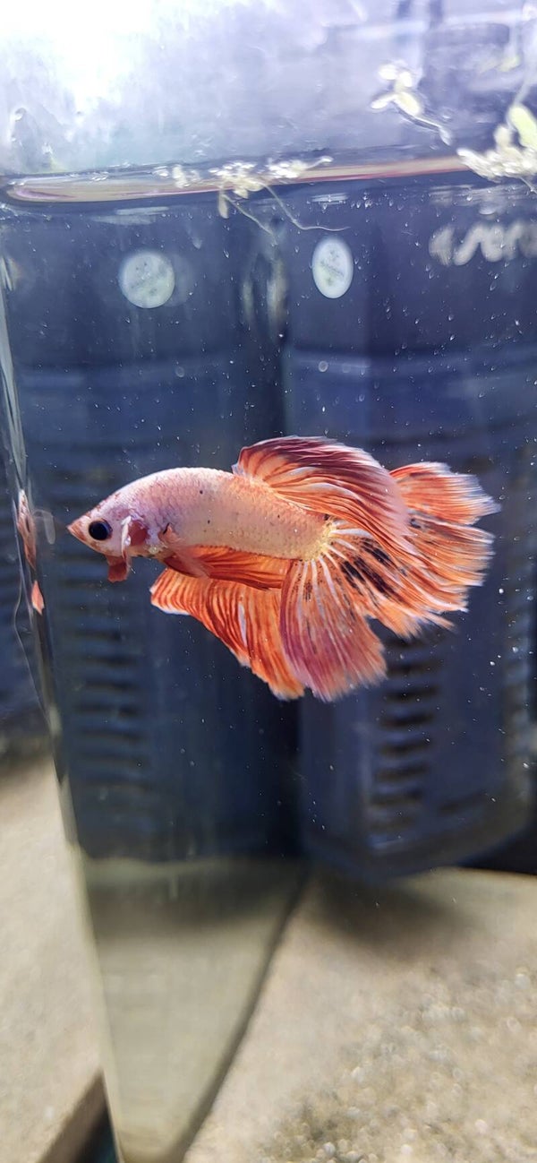 Betta fancy half-moon