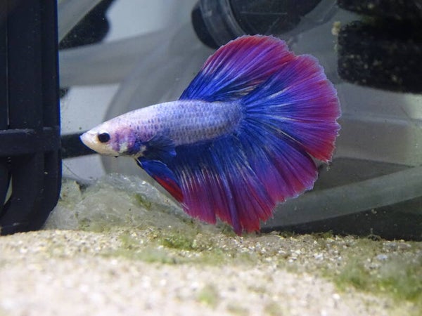 Betta Flag Thaï