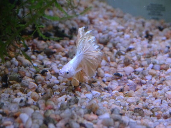 Betta half-moon gold à Bruxelles