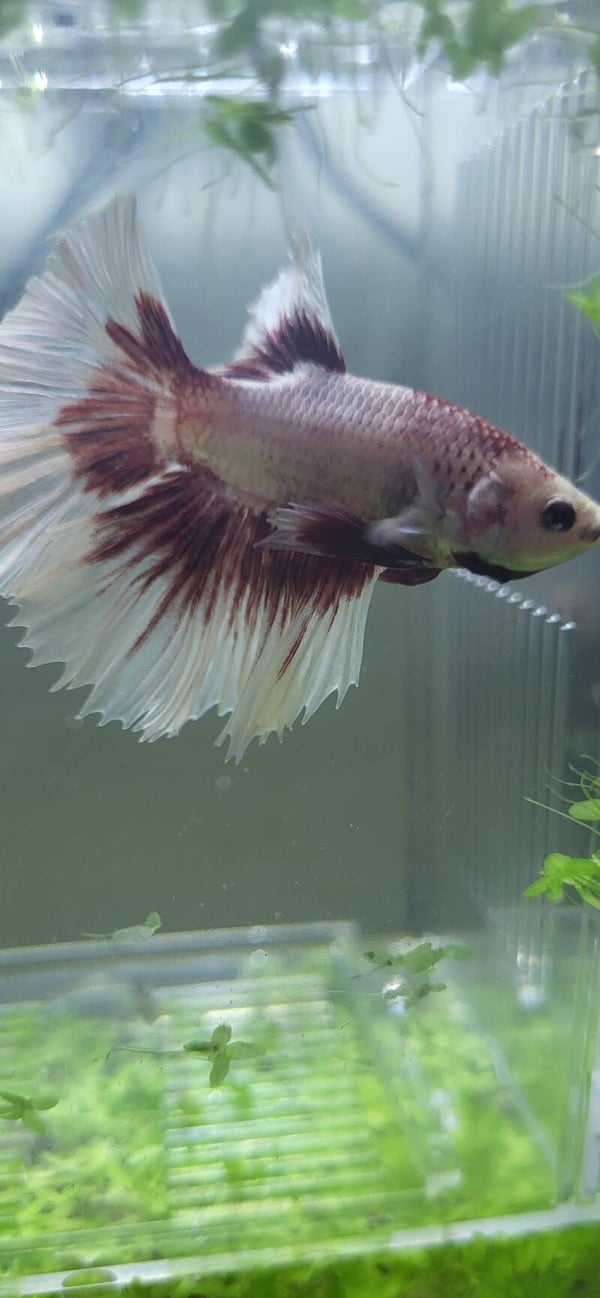 Betta half-moon butterfly blanc et mauve