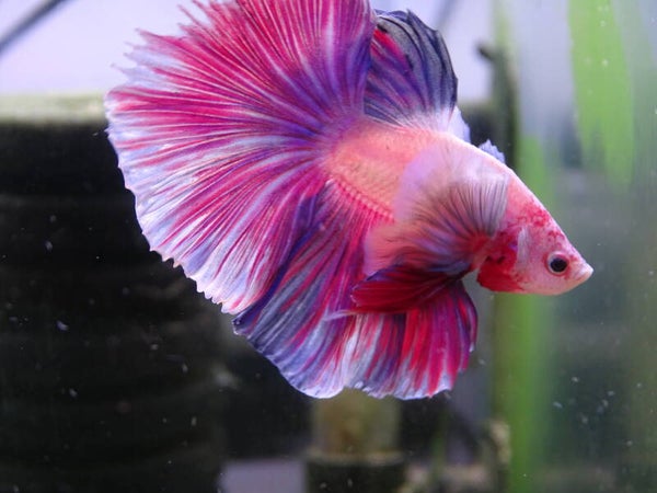 Betta Half-Moon Dumbo Ear