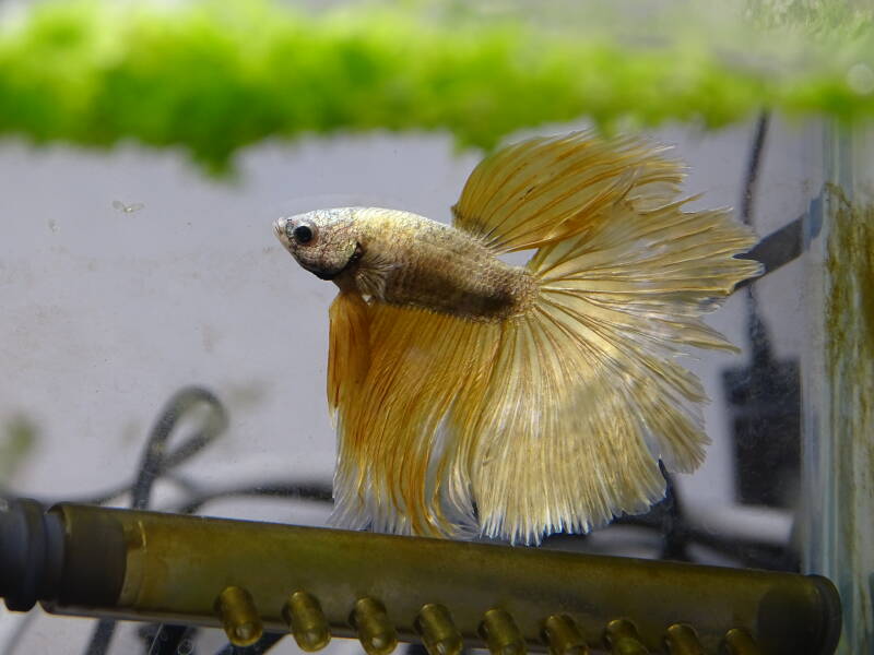 Betta super delta gold
