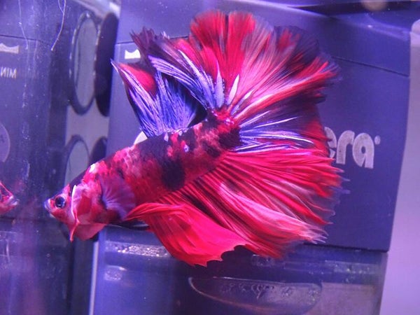 Betta half-moon premium Atlas Bruxelles