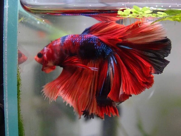 Betta half-moon premium Diablo