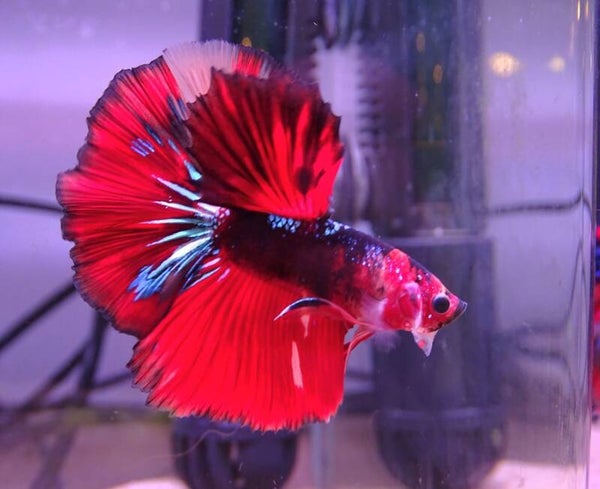 Betta half-moon premium Néron